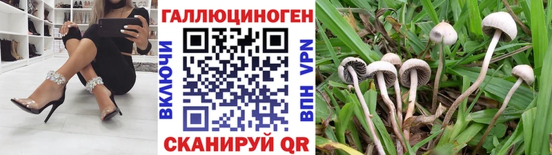 Псилоцибиновые грибы Psilocybine cubensis  omg как войти  Болгар 